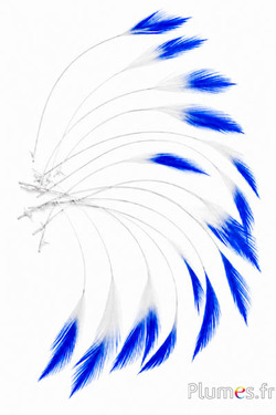 Haan - 10-15 cm - wit-blauw